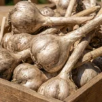 ALBOR (Tipo Spring Blanco)