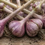 CONQUISTADOR (Tipo Morado de Las Pedroñeras)